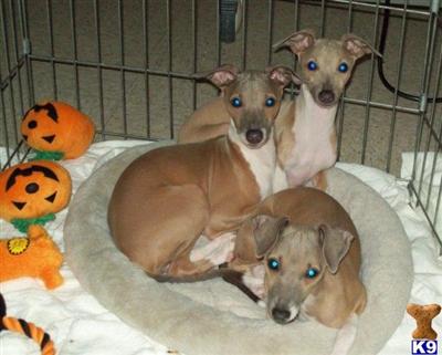 Italian greyhound puppies 